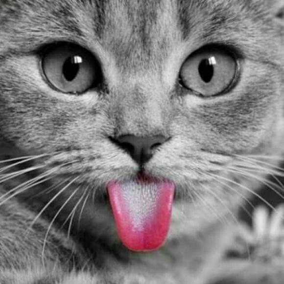 Meet your Posher, Kimmer - Picture 3 of 3